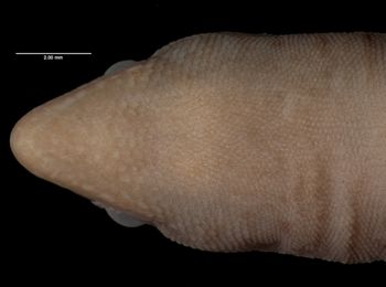 Media type: image;   Herpetology R-12304